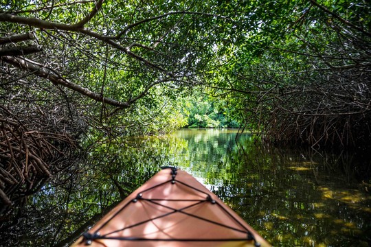 Mangroves