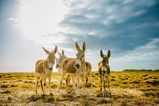 Donkey Sanctuary