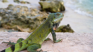 Biodiversity | Plaza Beach Resort Bonaire